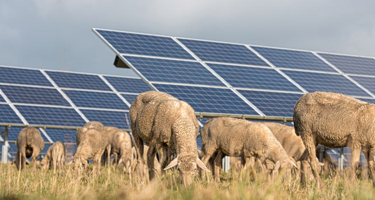 Biodiversitäts-PV- Wird das Flächendilemma aufgelöst?