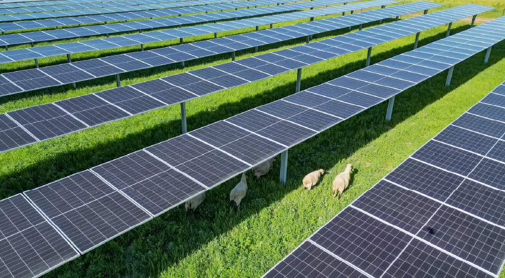 Bifaziale-Solarmodule